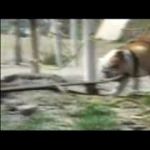 Приколы с животными