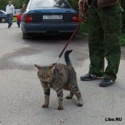 Мохнатые исчадия ада