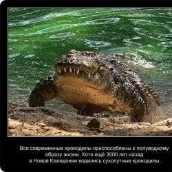 20 фактов о крокодилах