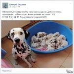 10 способов отличить обман в интернете от просьбы о помощи