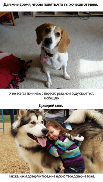Собачья преданность