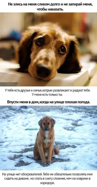 Собачья преданность