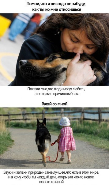 Собачья преданность