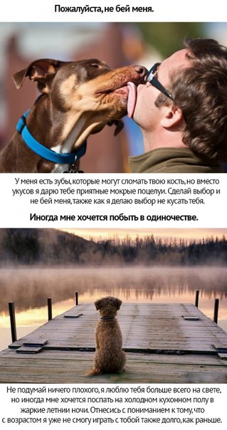Собачья преданность
