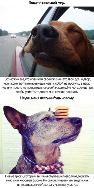 Собачья преданность