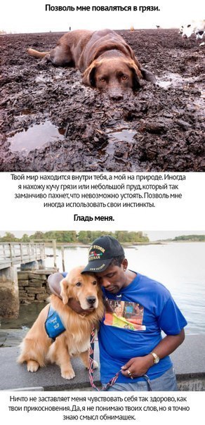 Собачья преданность