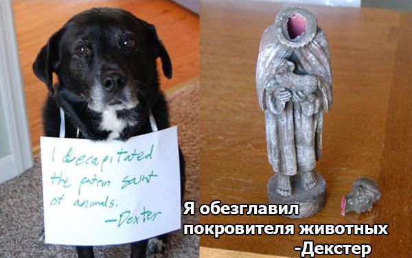 Признания собак