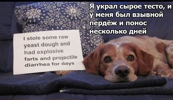 Признания собак
