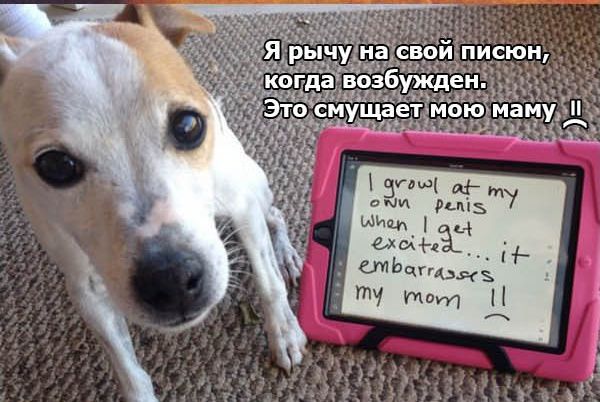 Признания собак