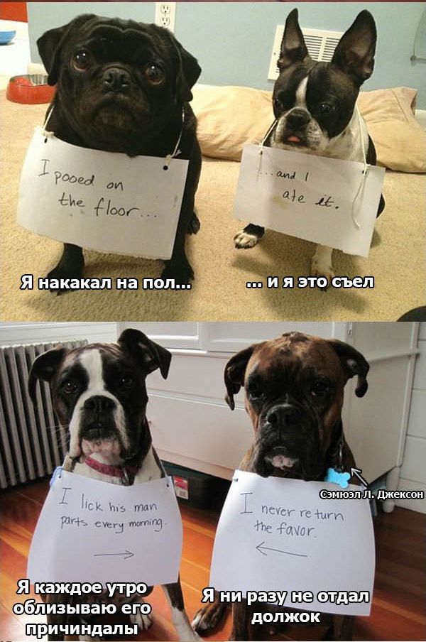 Признания собак