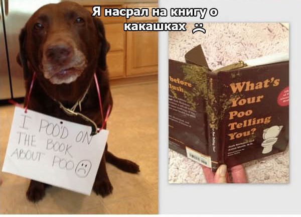 Признания собак