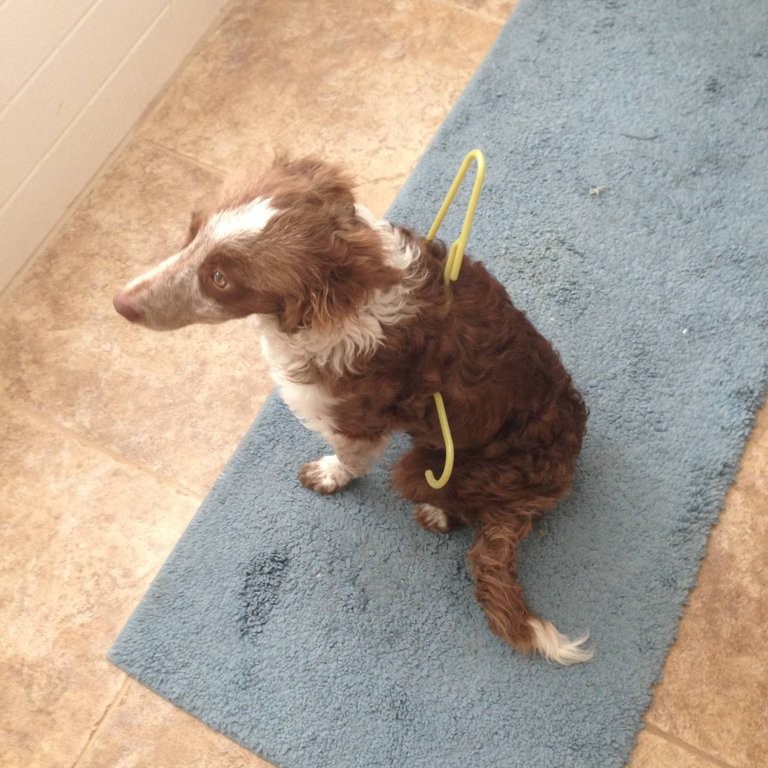 Чем занят пес когда хозяев нет дома