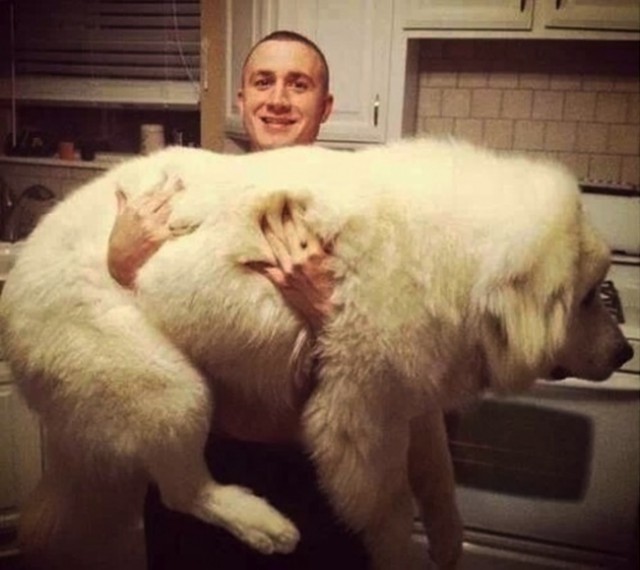  20 огромных собак