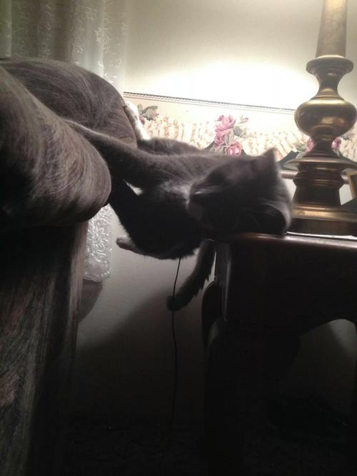 Котопланкинг
