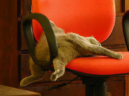 Котопланкинг