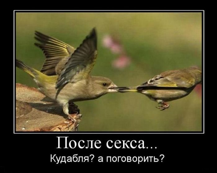 Демотиваторы
