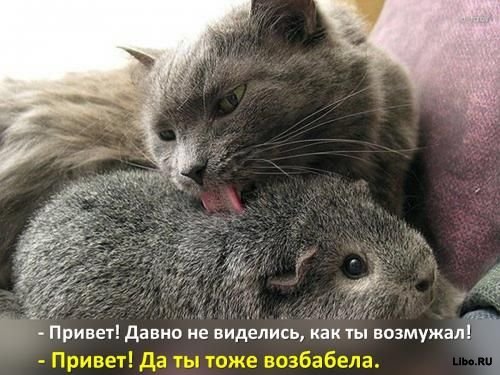 Шутки в картинках