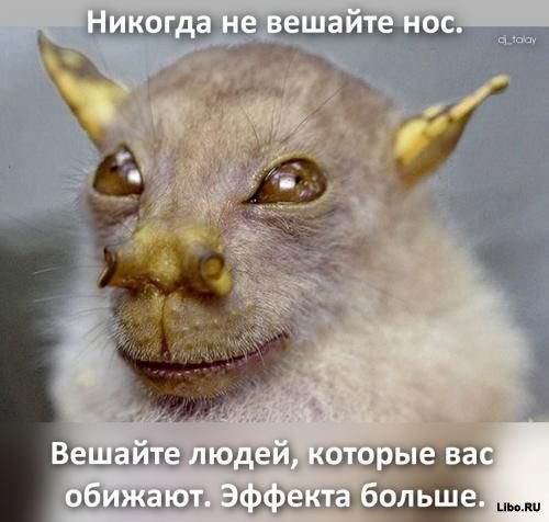 Шутки в картинках