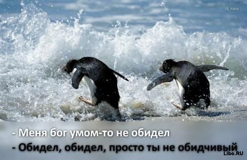 Шутки в картинках