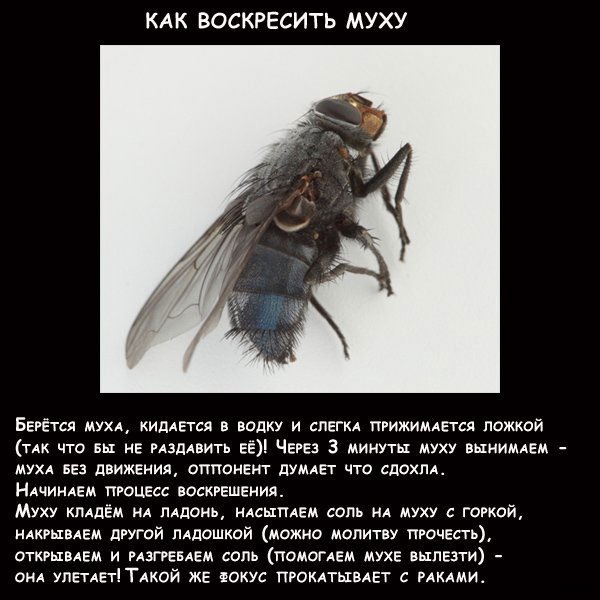 Забавные фокусы