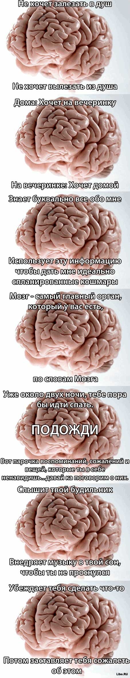 Вся правда о мозге
